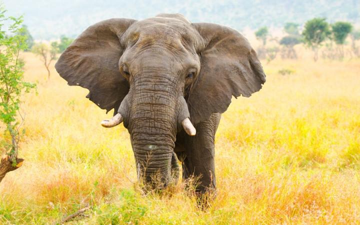 Why Do Elephants Have Big Ears

