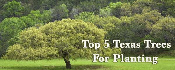 Fastest Growing Trees In Texas