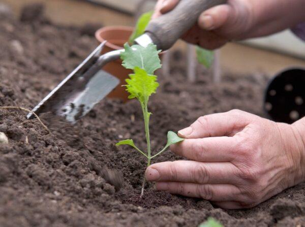 How To Harvest Purple Sprouting Broccoli