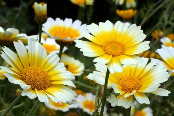 Annual Daisy Like Yellow Flowered Plants