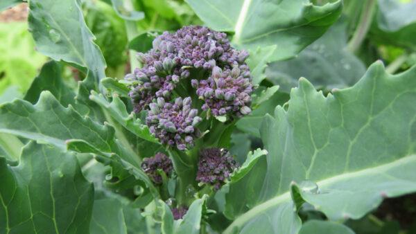 How To Harvest Purple Sprouting Broccoli