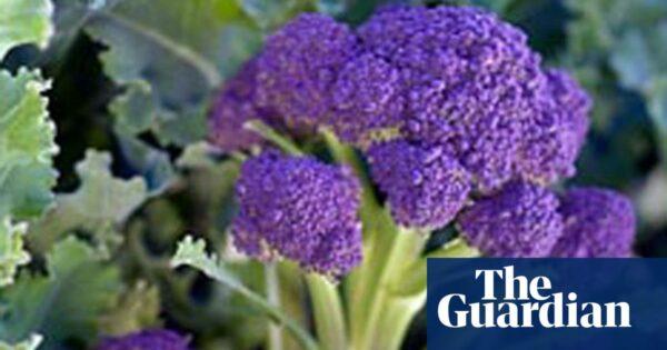 How To Harvest Purple Sprouting Broccoli