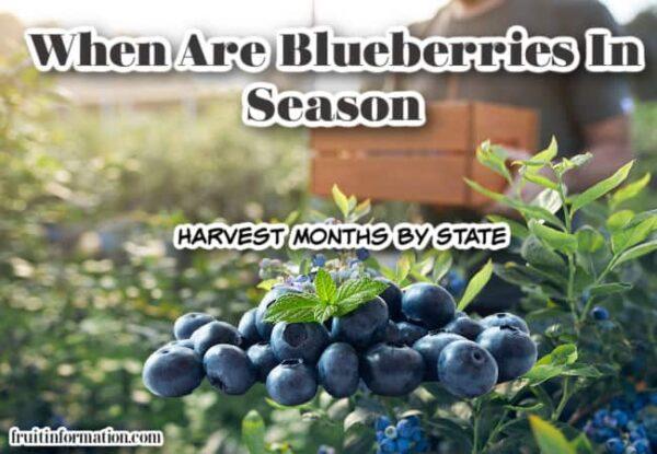 When Are Blueberries In Season