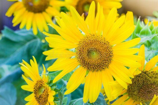 Annual Daisy Like Yellow Flowered Plants