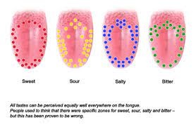 How Long Do Taste Buds Live