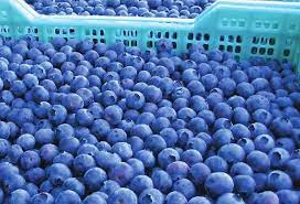 When Are Blueberries In Season