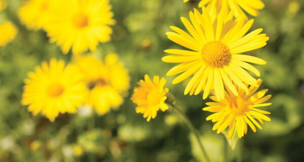 Annual Daisy Like Yellow Flowered Plants