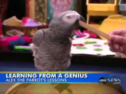 Alex The Talking Parrot Answer Key