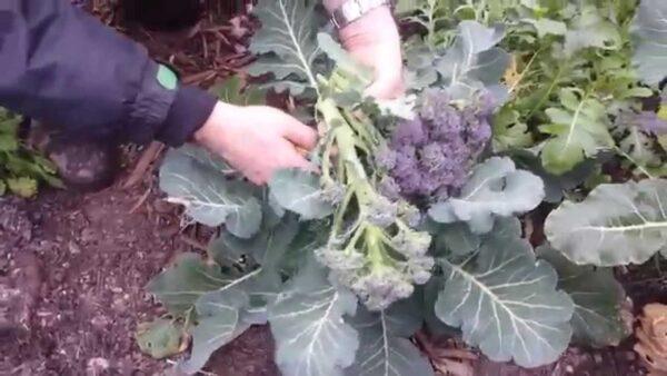 How To Harvest Purple Sprouting Broccoli