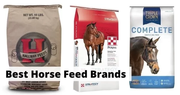 Strategy Horse Feed Reviews