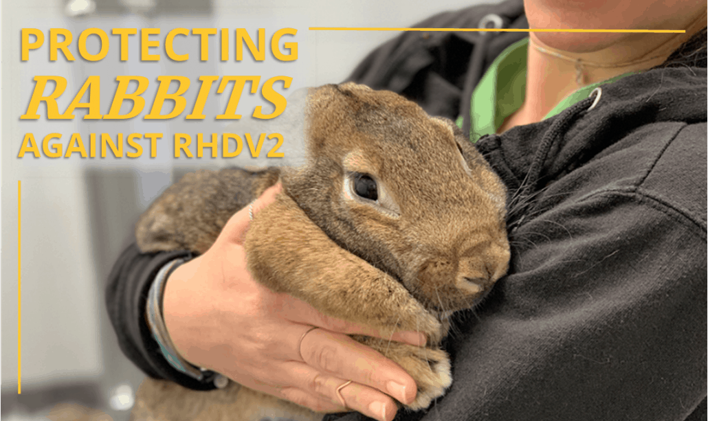 Rabbit Hemorrhagic Disease Ontario