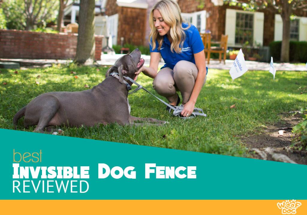 Wireless Invisible Fence For Dogs Reviews