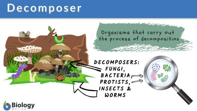 What Do Decomposers Secrete To Break Down Organic Matter