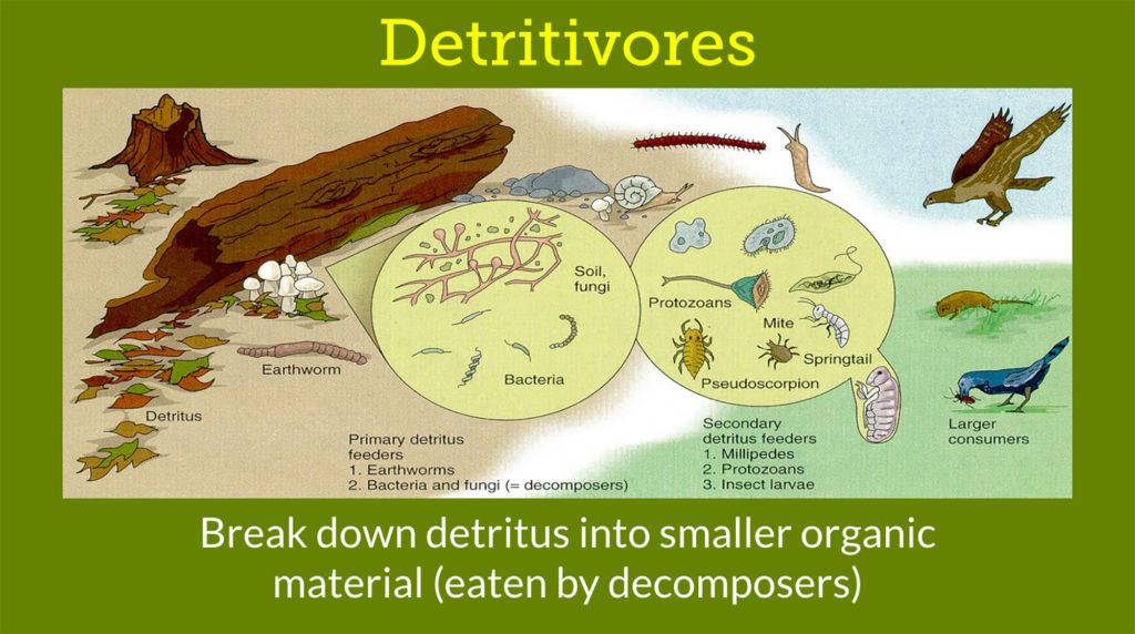 What Do Decomposers Secrete To Break Down Organic Matter