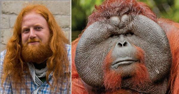 Orangutan Attacks Man