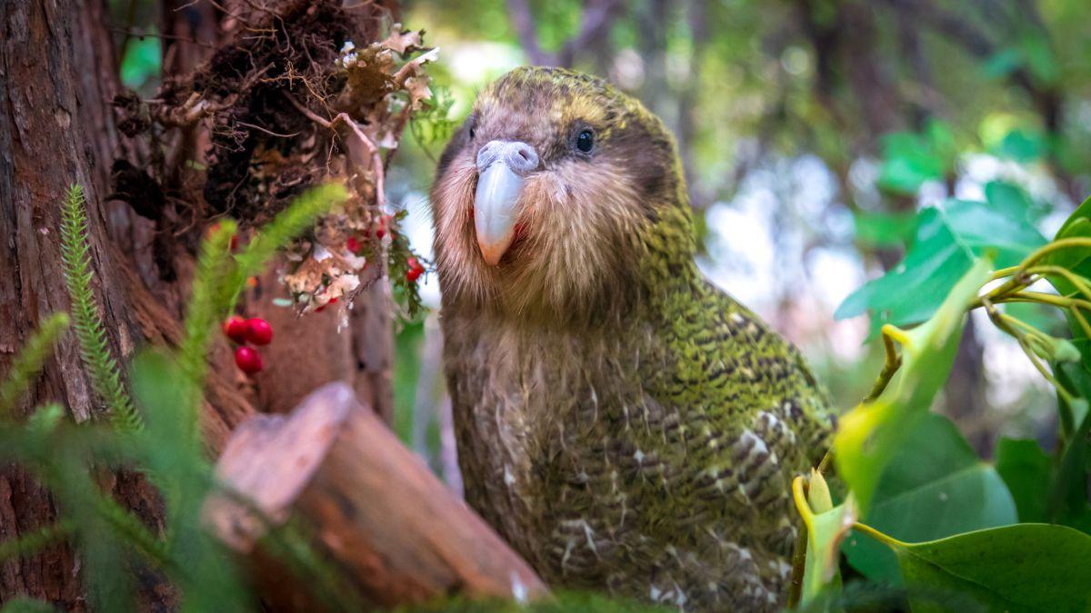 New Zealand Ground Parrot