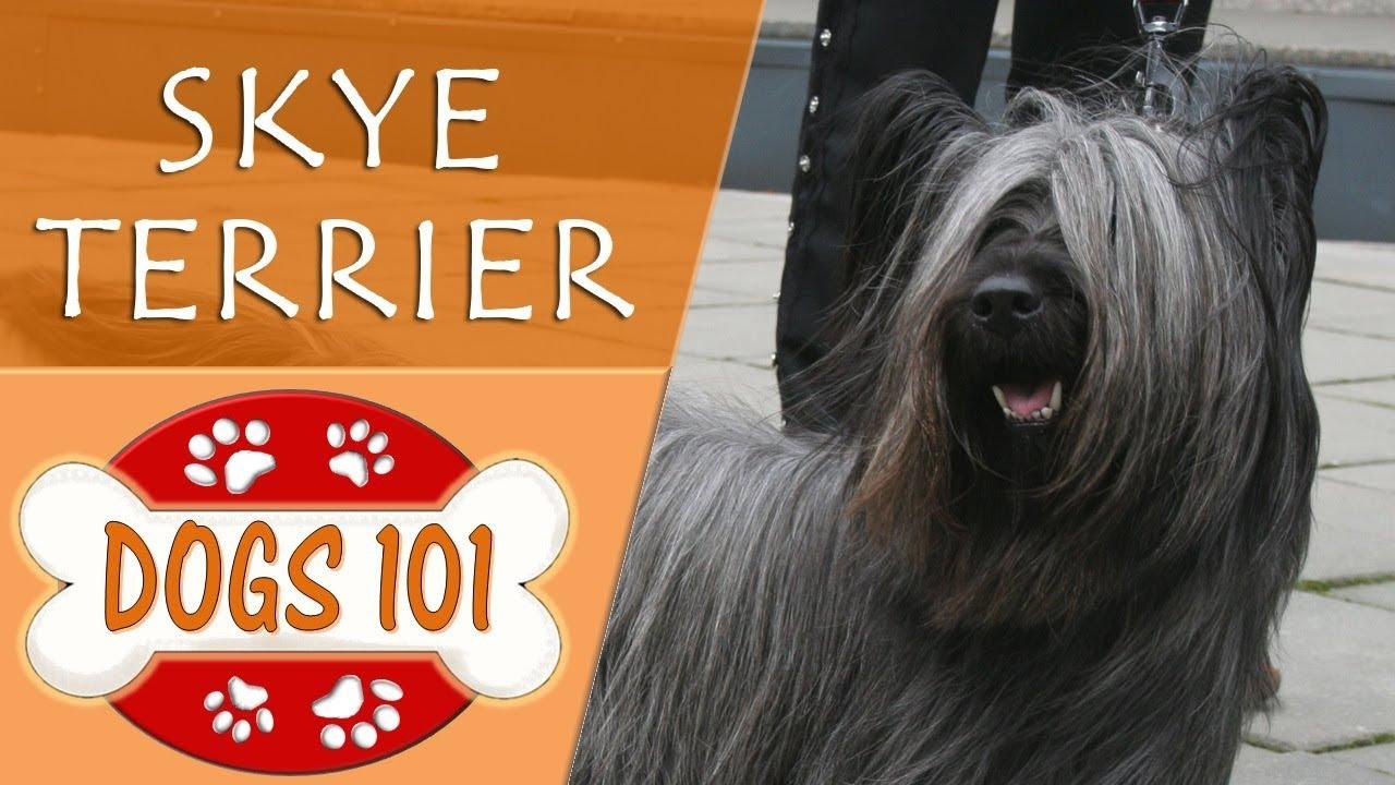 Drop Eared Skye Terrier Tv Show
