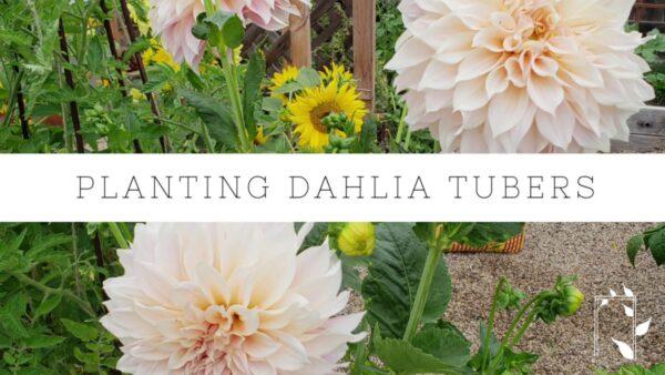 When To Plant Dahlias Nz