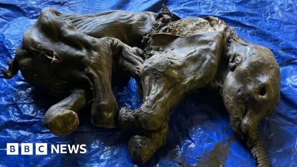 
Baby Woolly Mammoth Found