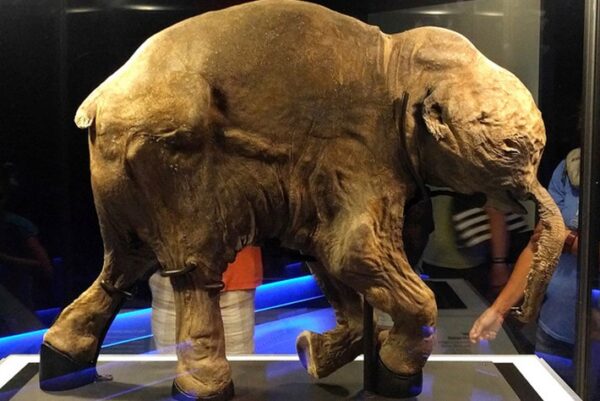 
Baby Woolly Mammoth Found