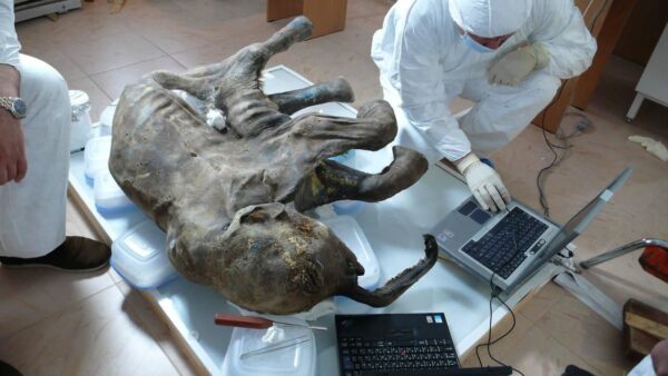 
Baby Woolly Mammoth Found