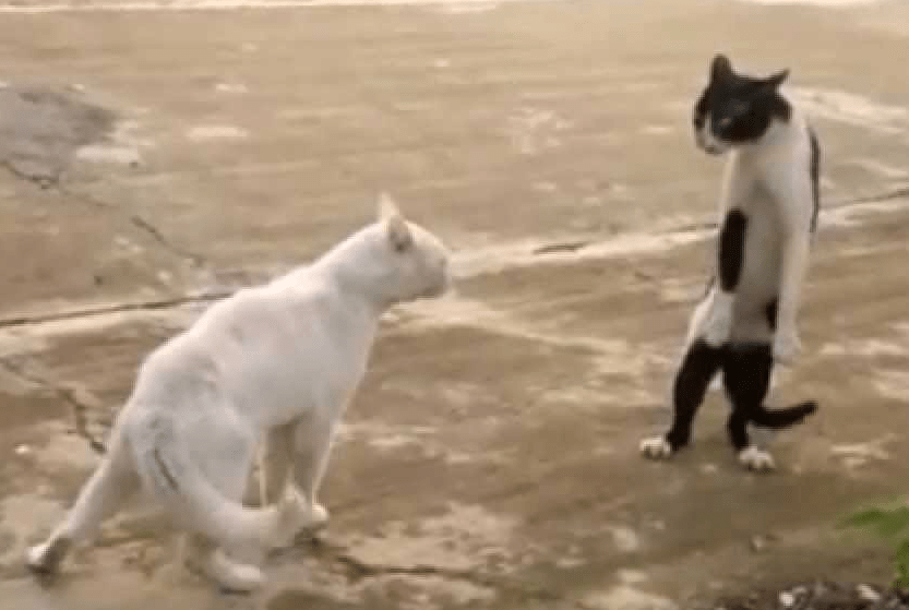 What Cat Walks On Two Legs Joke
