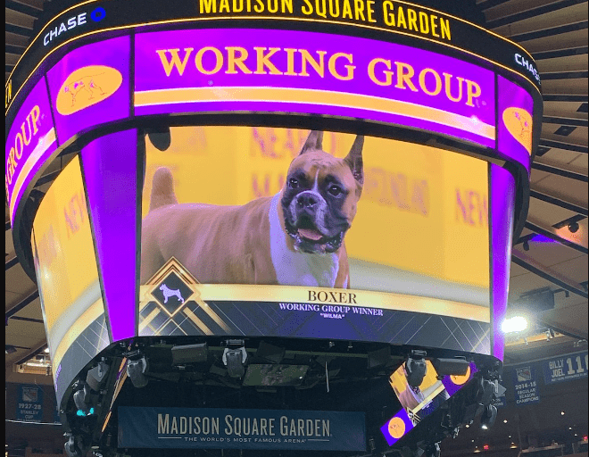 Why Is Westminster Dog Show Not At Madison Square Garden
