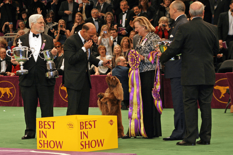 Why Is Westminster Dog Show Not At Madison Square Garden
