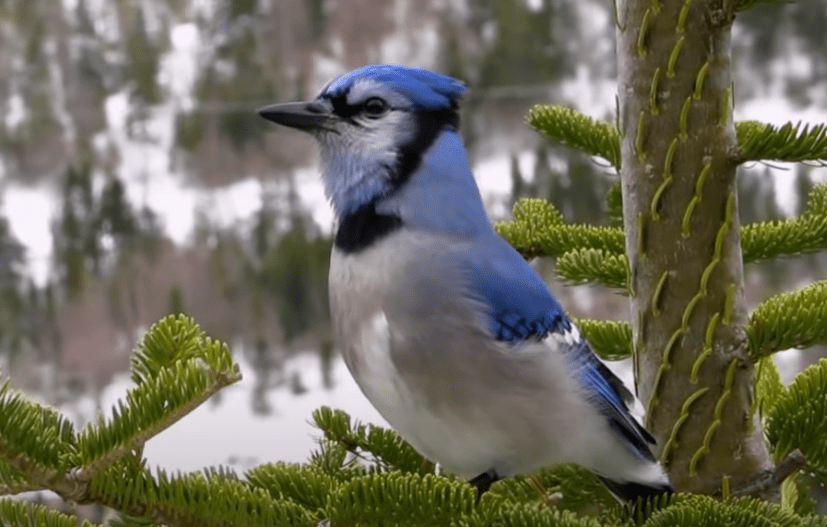 Why Are Blue Jays Wearing Black Armbands Today
