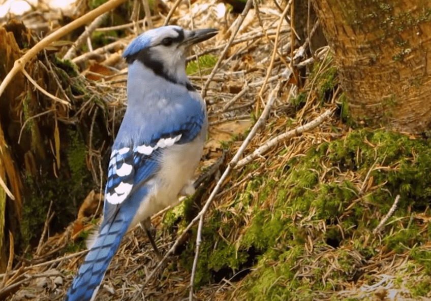 Why Are Blue Jays Wearing Black Armbands Today
