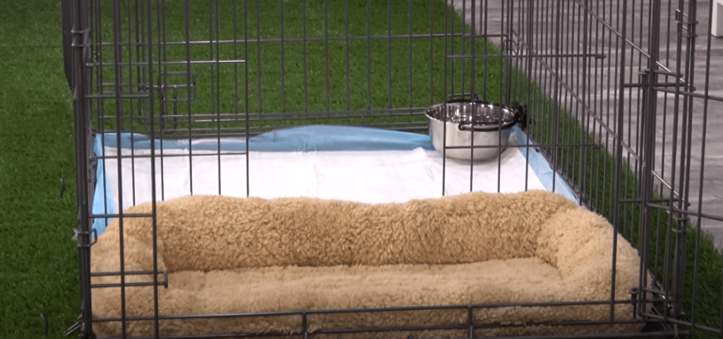 How To Potty Train A Puppy Indoors