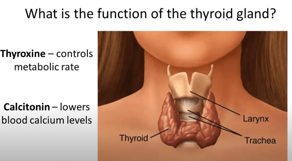 Element Essential To Thyroid Function