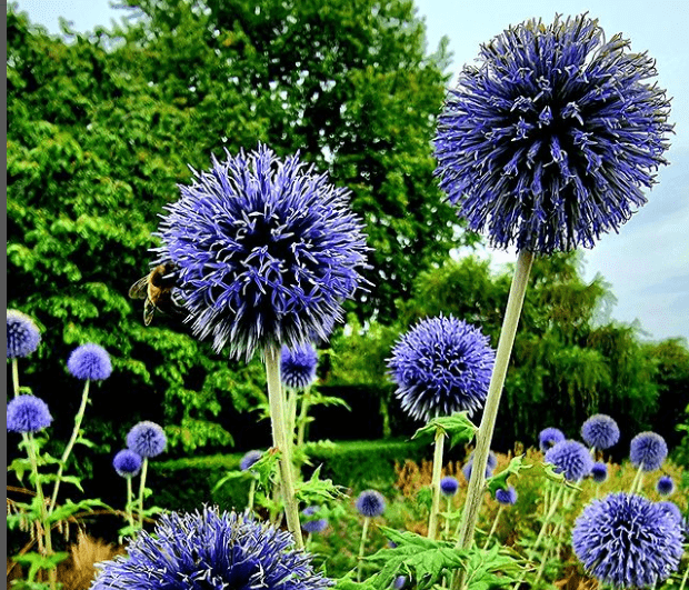 A Tough Stemmed Plant With Thistle Like Flowers