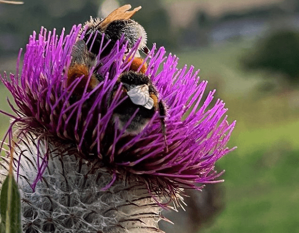 A Tough Stemmed Plant With Thistle Like Flowers