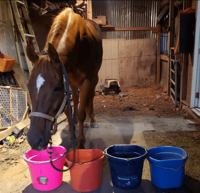 Blue Seal Horse Feed Reviews