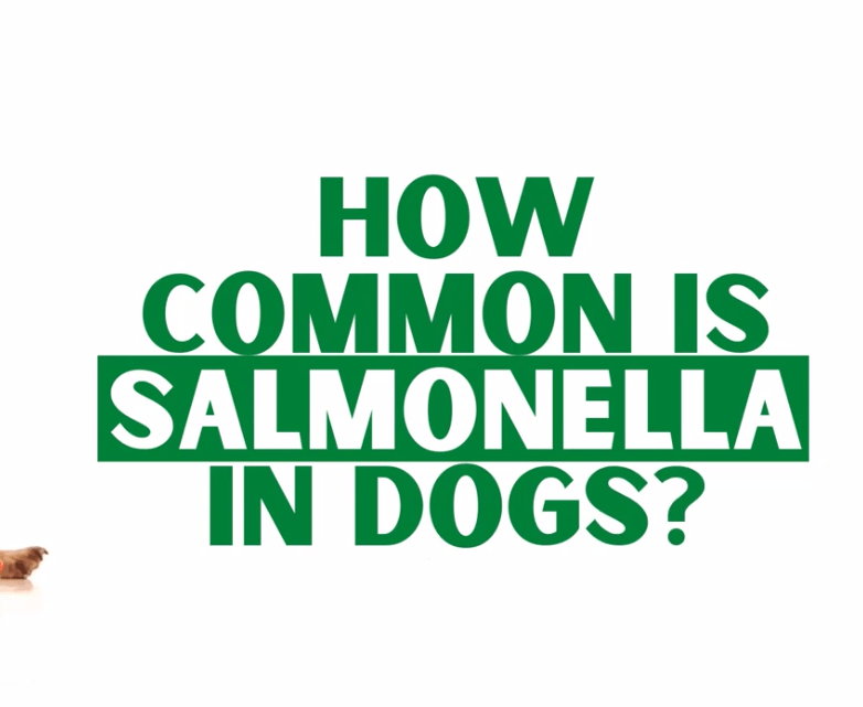 Can Dogs Get Sick From Salmonella