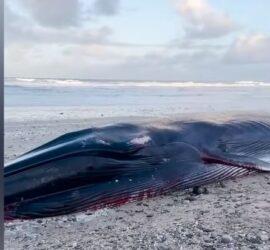 Fistral Beach Whale