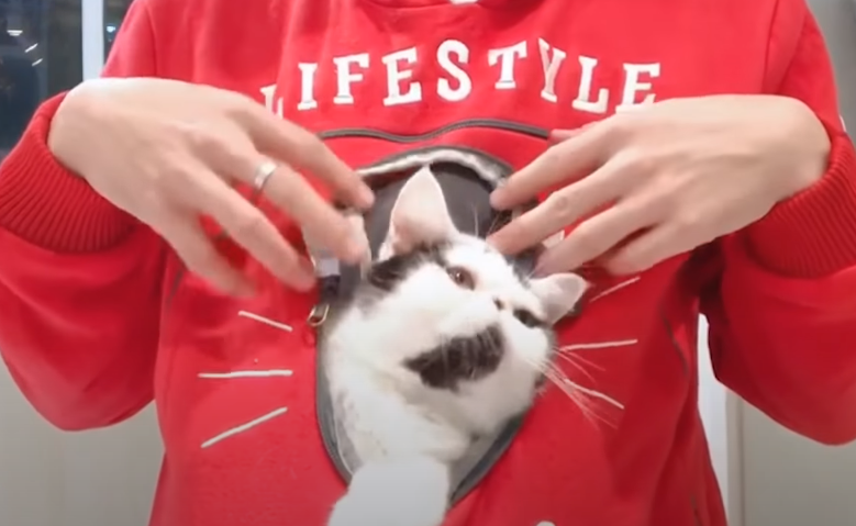 Stylish Adventures with the Cat Pocket Hoodie